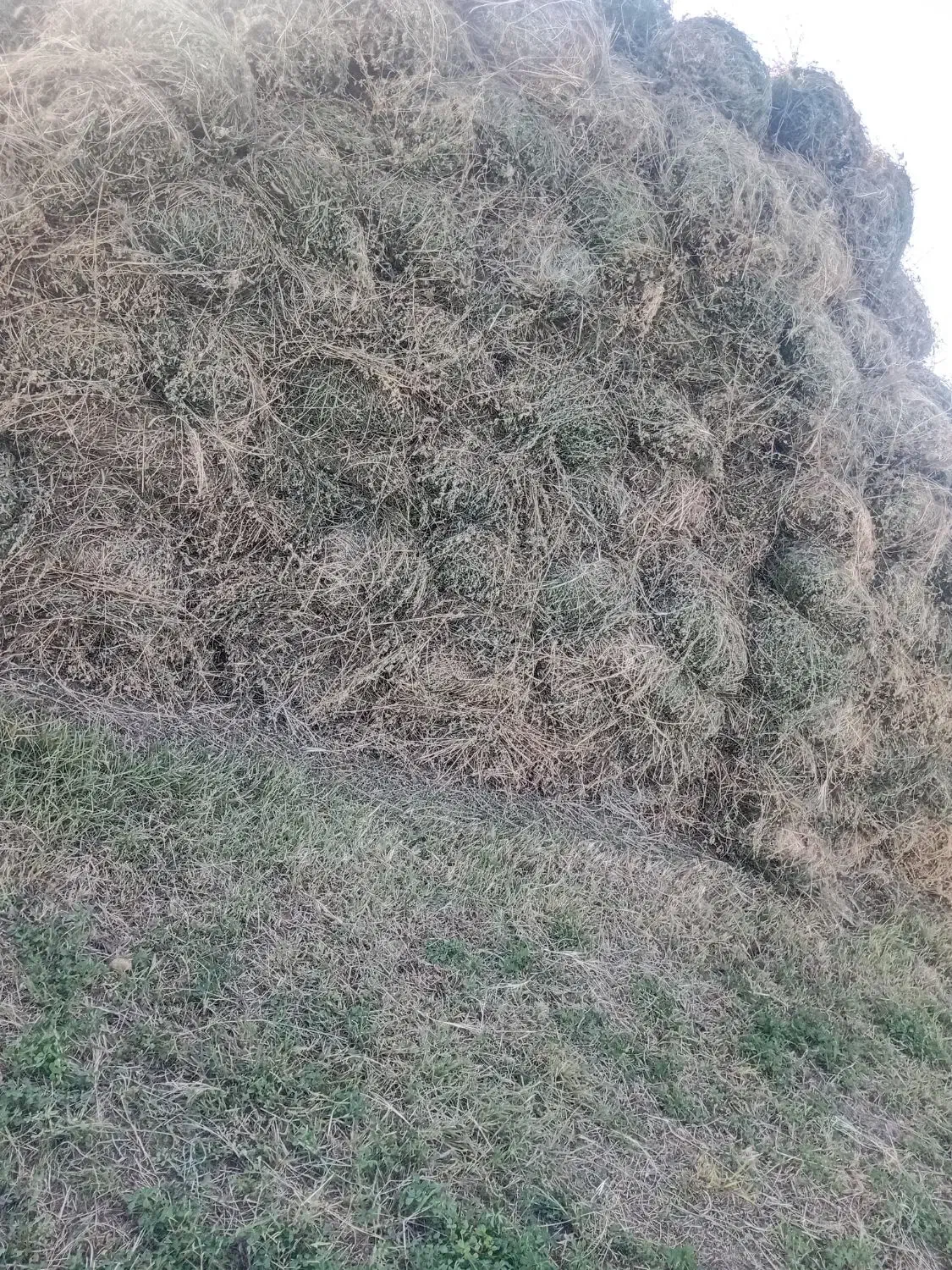 علف یونجه|حیوانات مزرعه|خوی, |دیوار