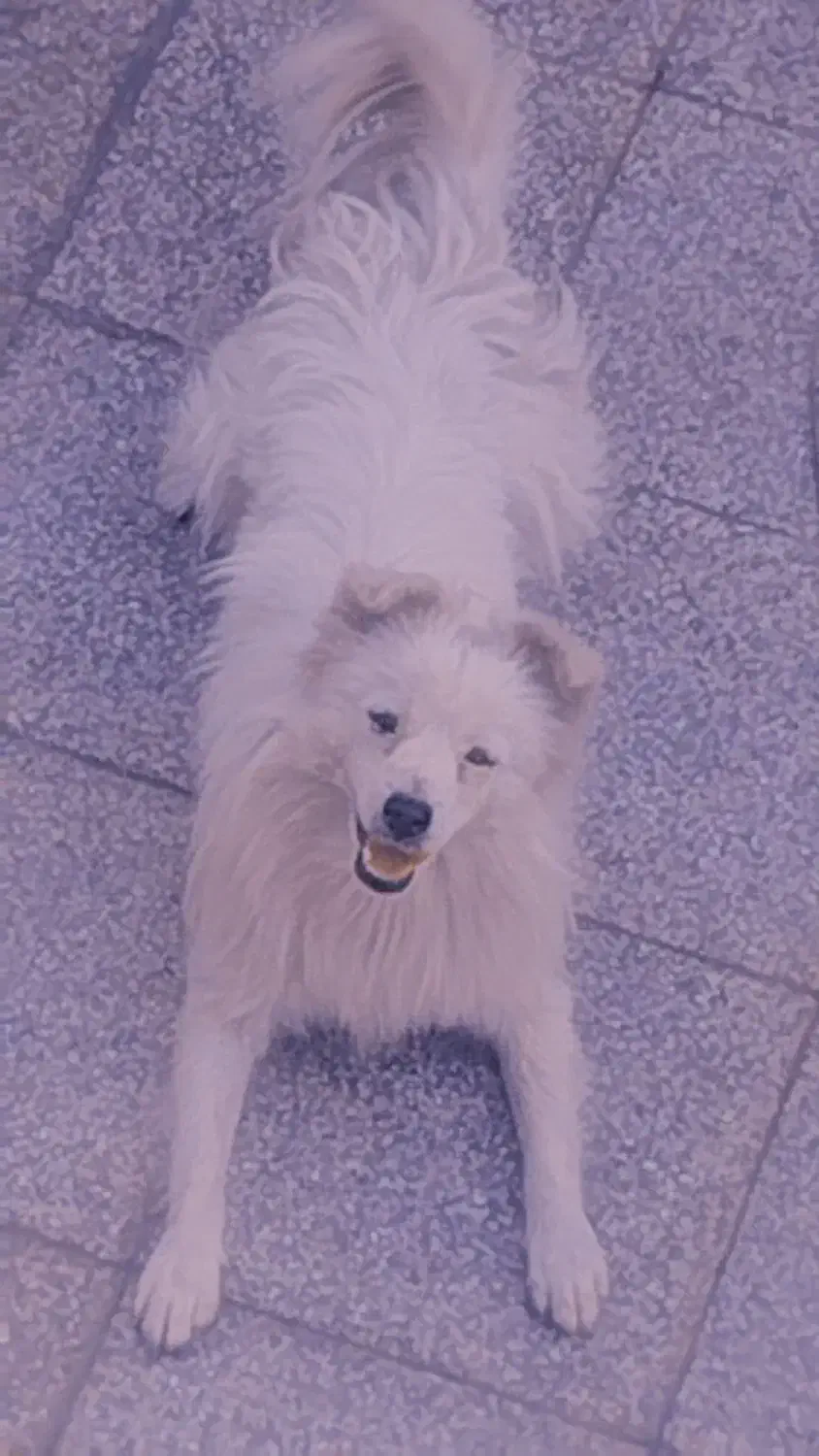 سگ.|سگ|زرند, |دیوار