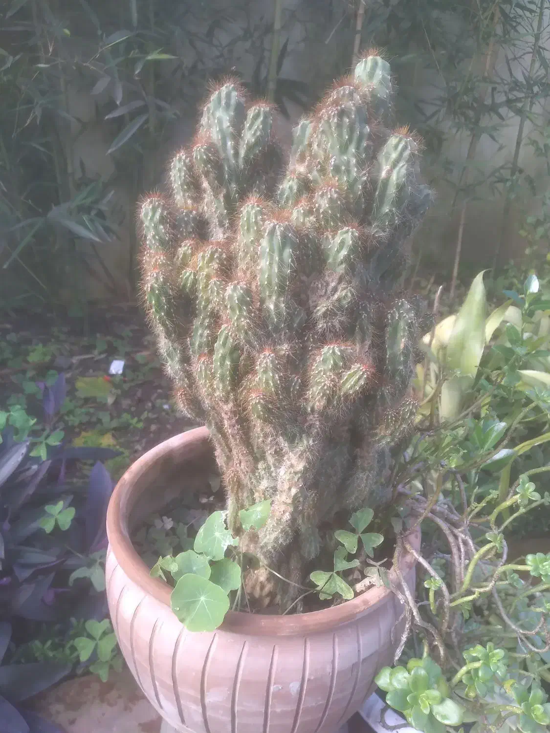 گل و گیاه طبیعی|گل و گیاه طبیعی|سلمانشهر, |دیوار