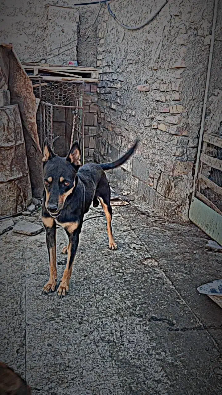 سلام یک جفت نر وماده ژرمن|سگ|زابل, |دیوار