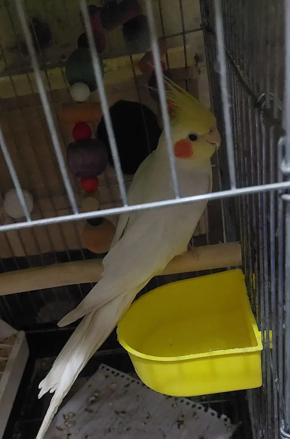 عروس هلندی نر|پرنده|قرچک, میرزائی شمالی|دیوار