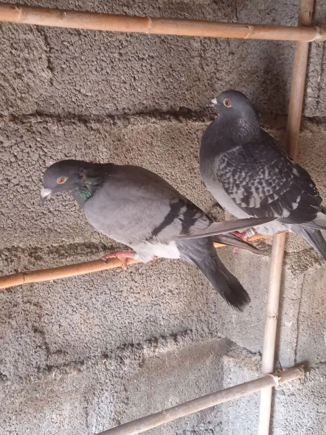 مسافتی اصل|پرنده|سیمین شهر, |دیوار