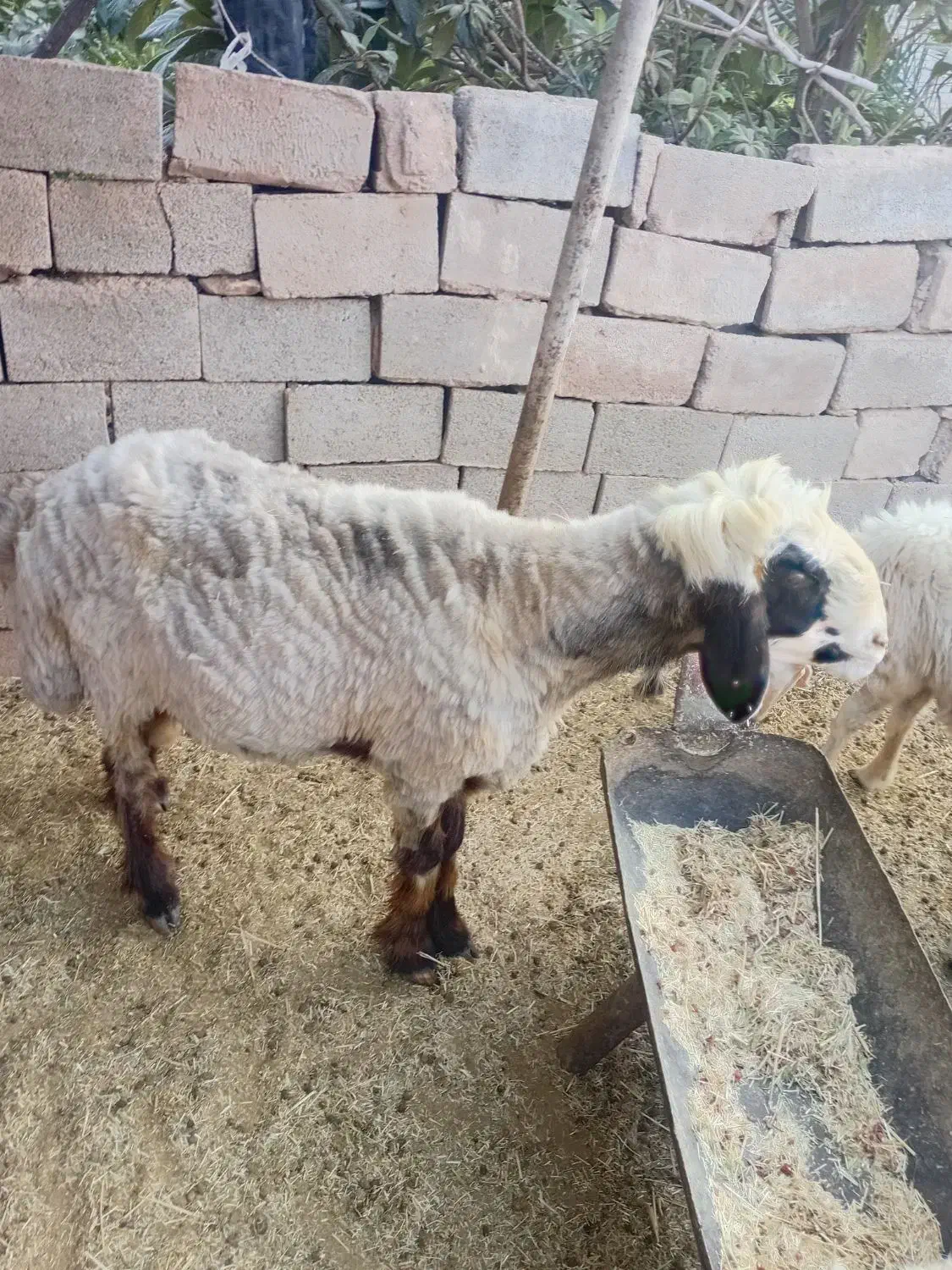 قوچ|حیوانات مزرعه|میمند, |دیوار