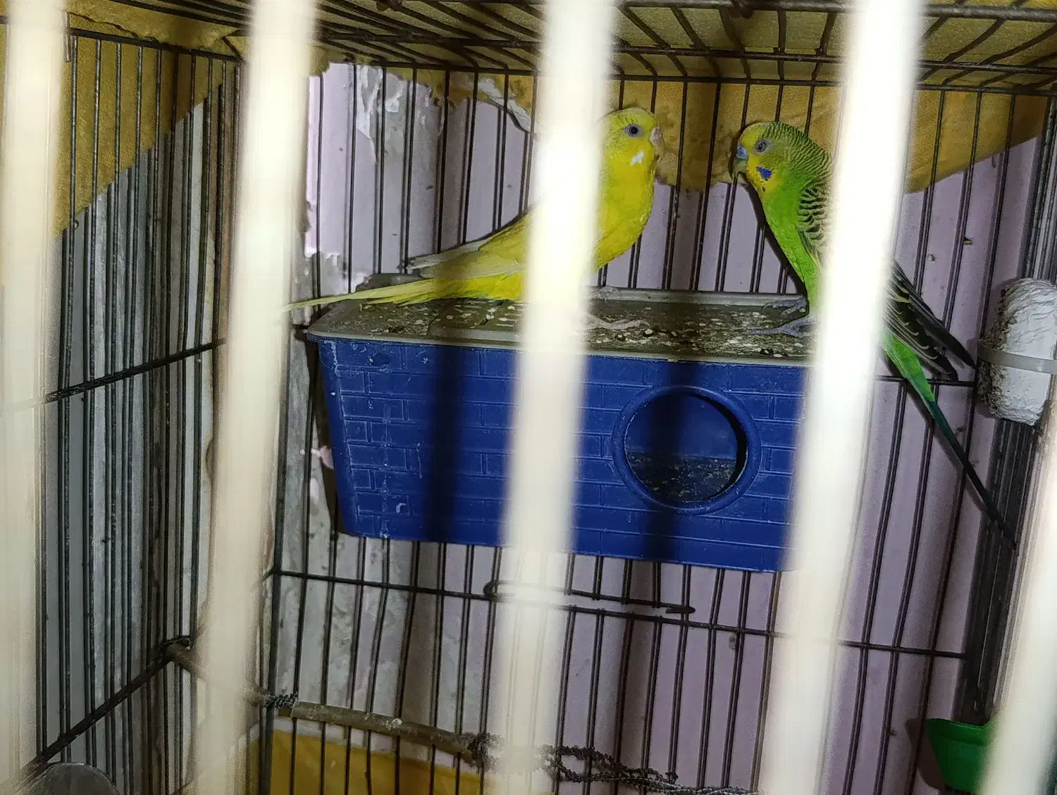 یک جفت مرغ عشق مولد|پرنده|هشتگرد, شهرک ولیعصر (مصلی)|دیوار