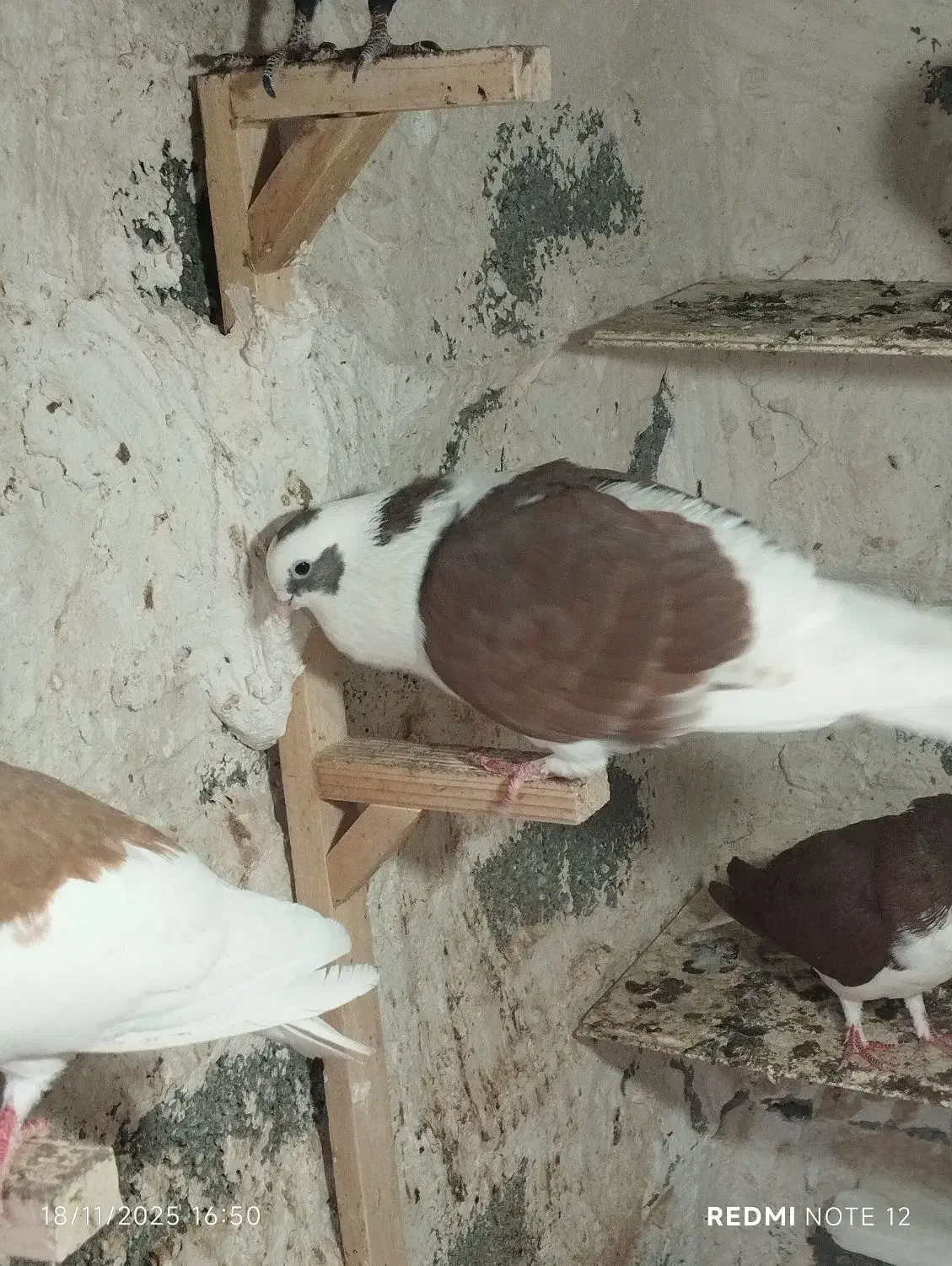 پشتی غوره ای سه بر  و غوره سرخ|پرنده|برازجان, |دیوار