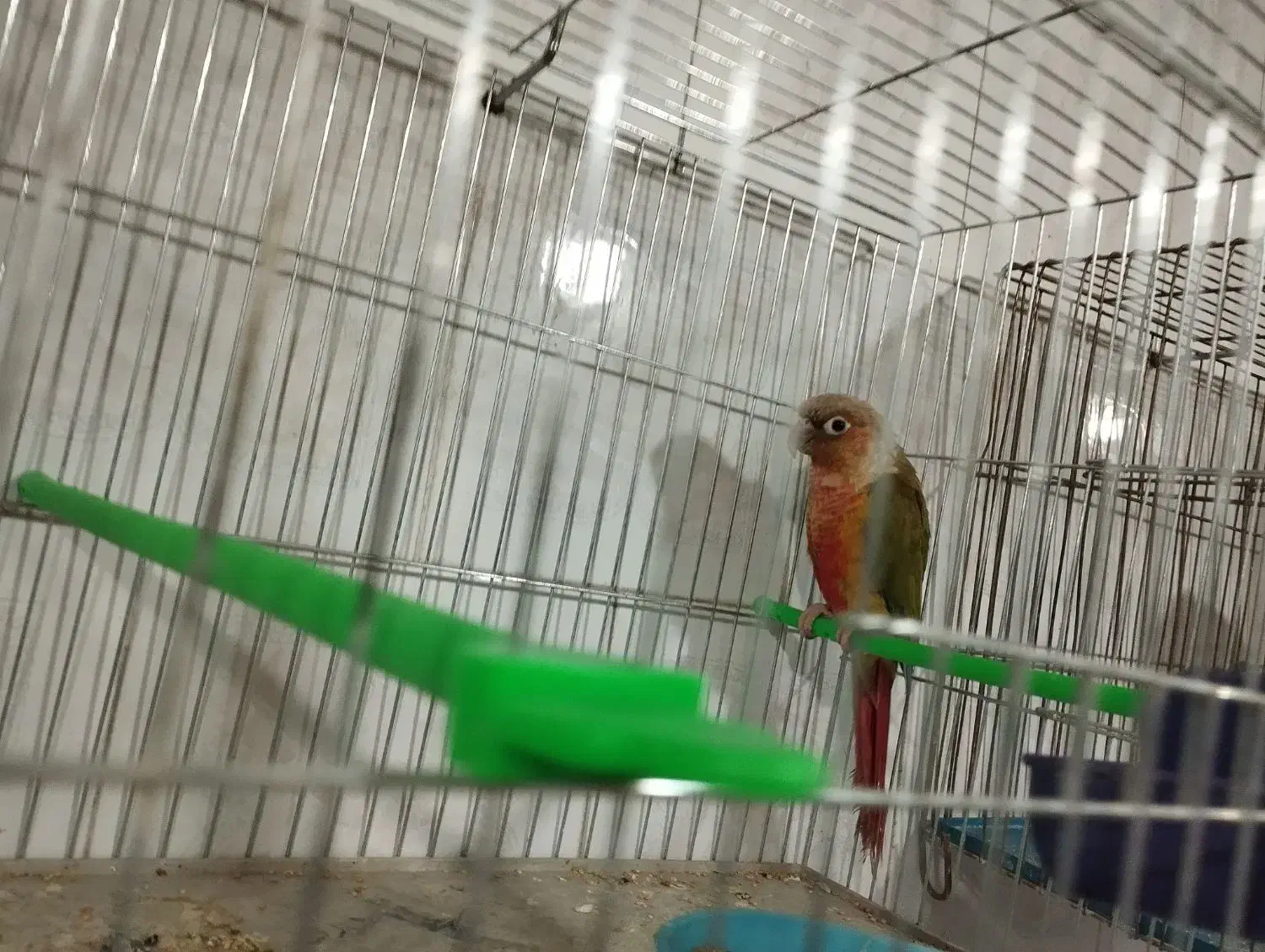 پرنده سرای آسمان|پرنده|آذرشهر, |دیوار