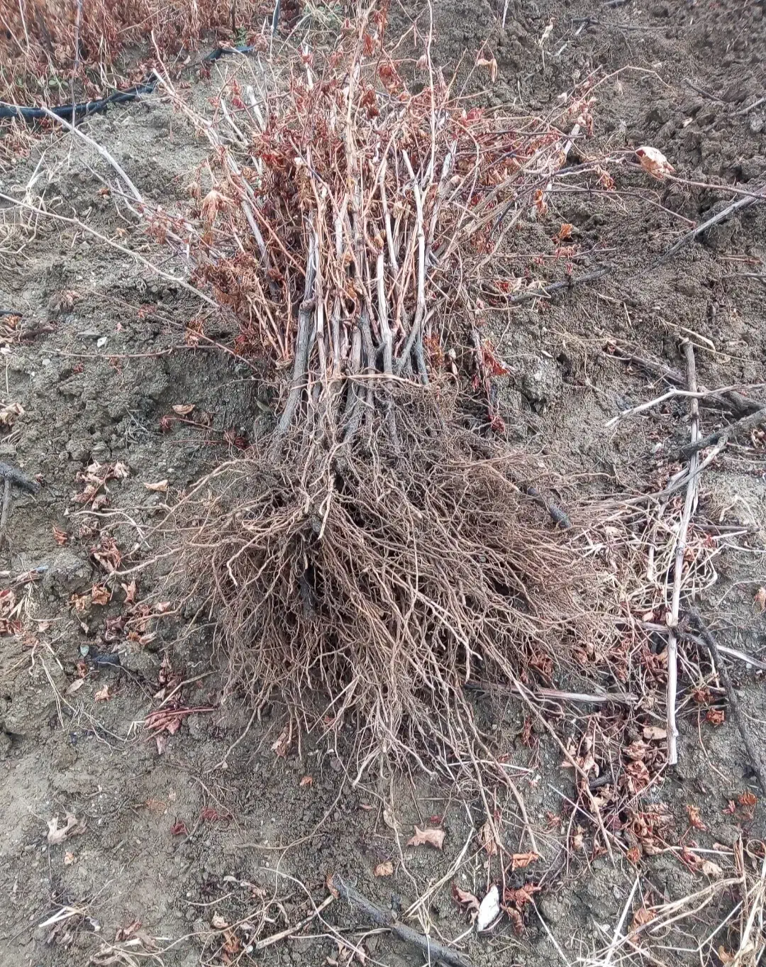 فروش نهال یک ساله|خدمات باغبانی و درختکاری|خاو و میرآباد, |دیوار