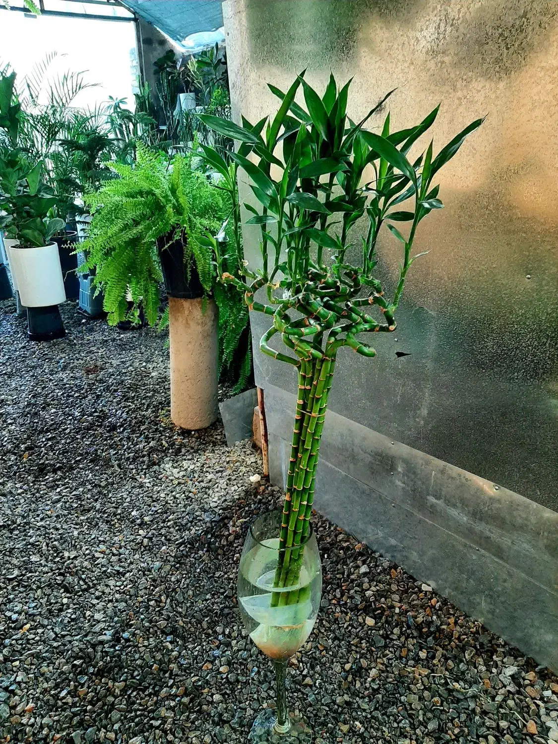 بامبو|گل و گیاه طبیعی|گلپایگان, |دیوار