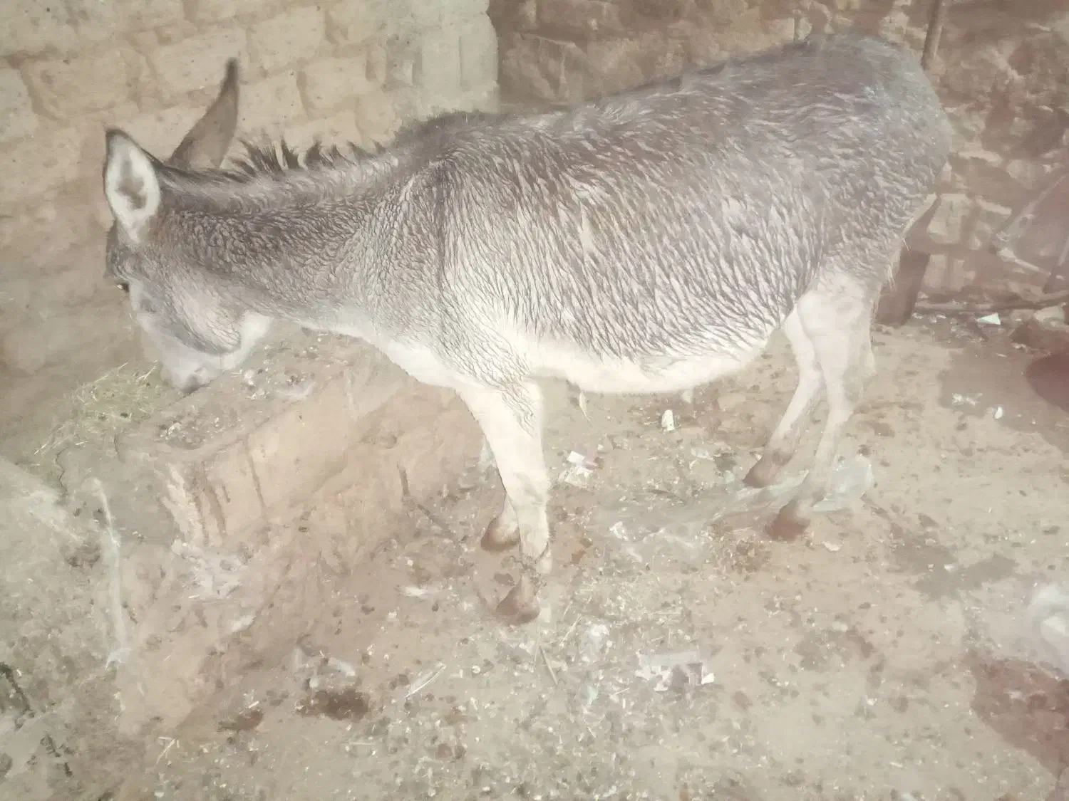 الاغ|حیوانات مزرعه|سارال, |دیوار