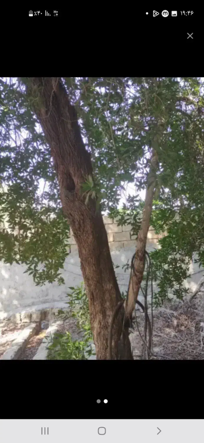 قطع درخت|خدمات باغبانی و درختکاری|بندرعباس, |دیوار