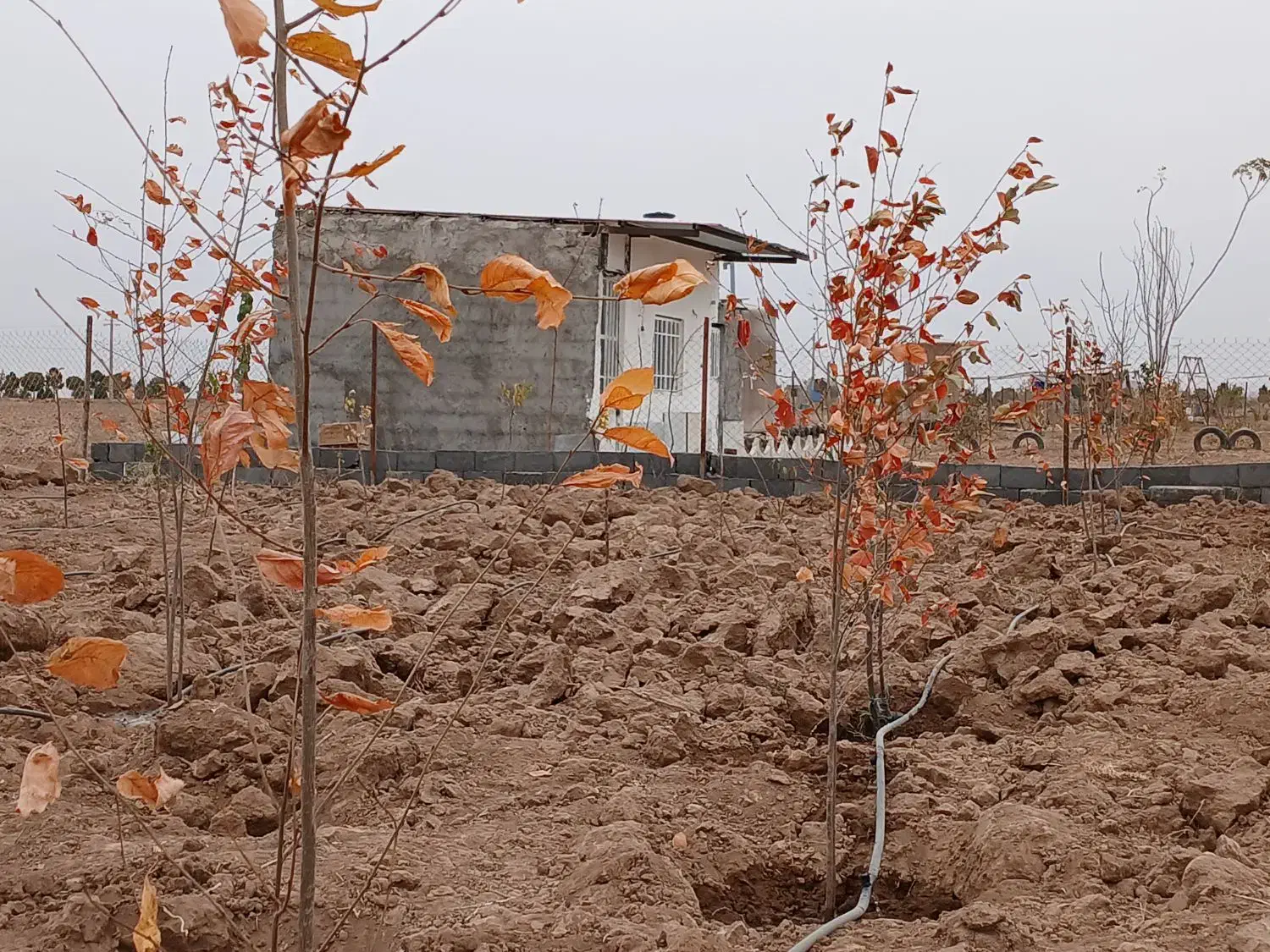 فروش ۲۵۰متر  باغ وباغچه مزرعه نو|فروش زمین و ملک کلنگی|قم, شهرک مهدیه (مدرس)|دیوار