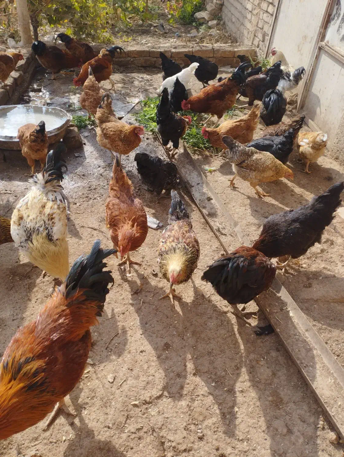 خروس مرغ بوقلمون اردک نر|حیوانات مزرعه|بشاریات, |دیوار