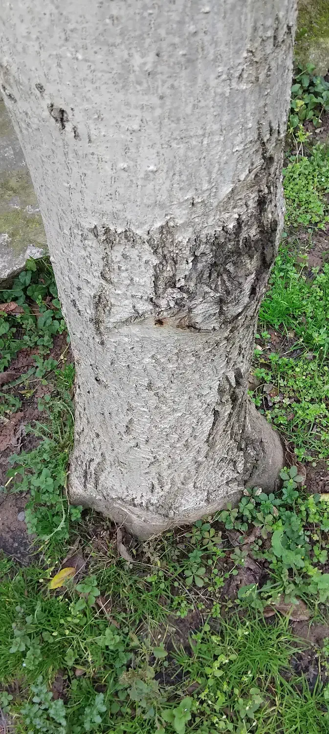 درخت گردو|خدمات باغبانی و درختکاری|لولمان, |دیوار