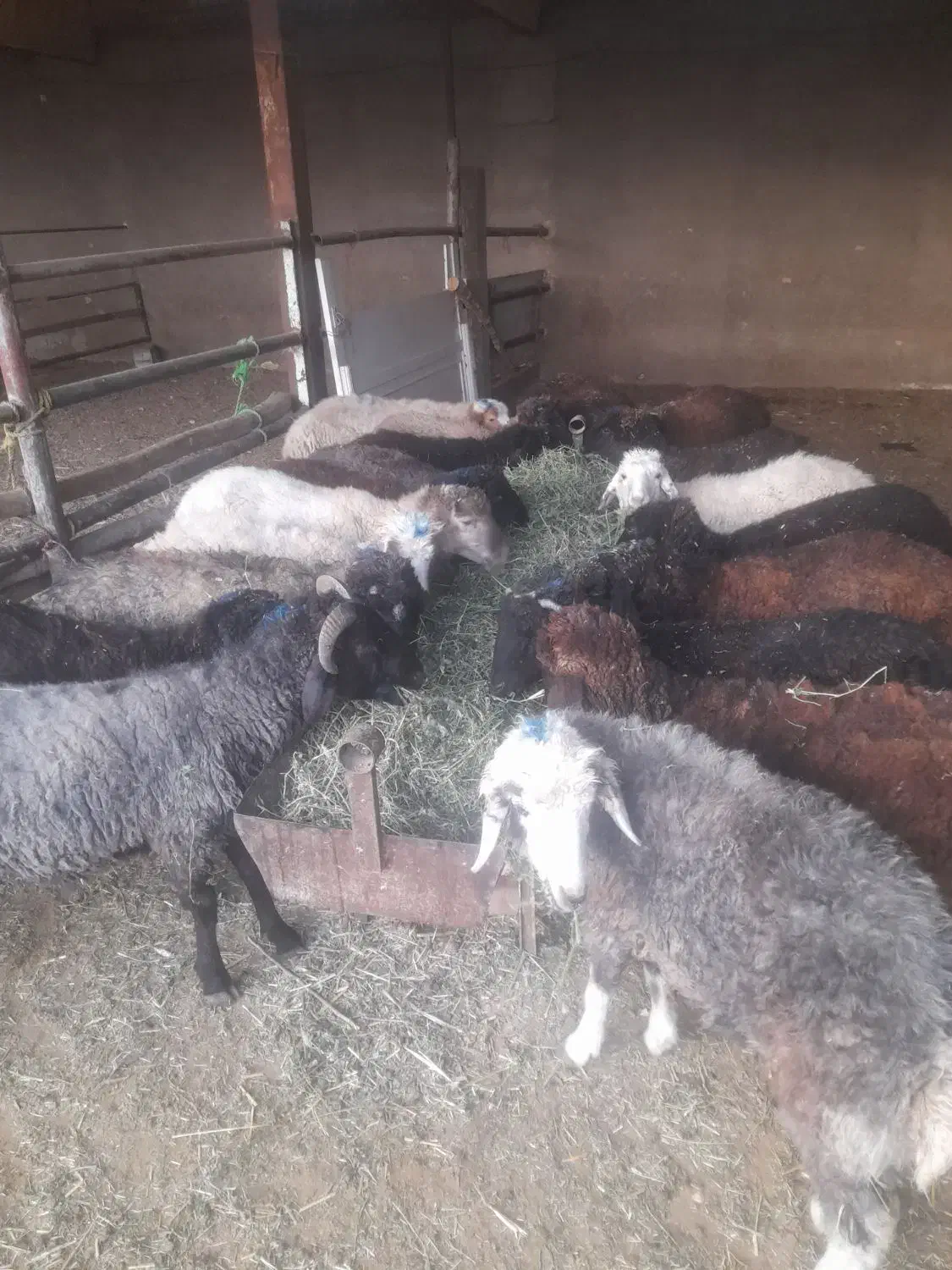 تعداد ۱۳راس بره|حیوانات مزرعه|پیشوا, |دیوار