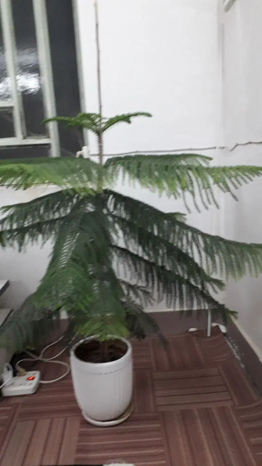 کاج طبیعی (کاج منطبق)|گل و گیاه طبیعی|خرمآباد, |دیوار