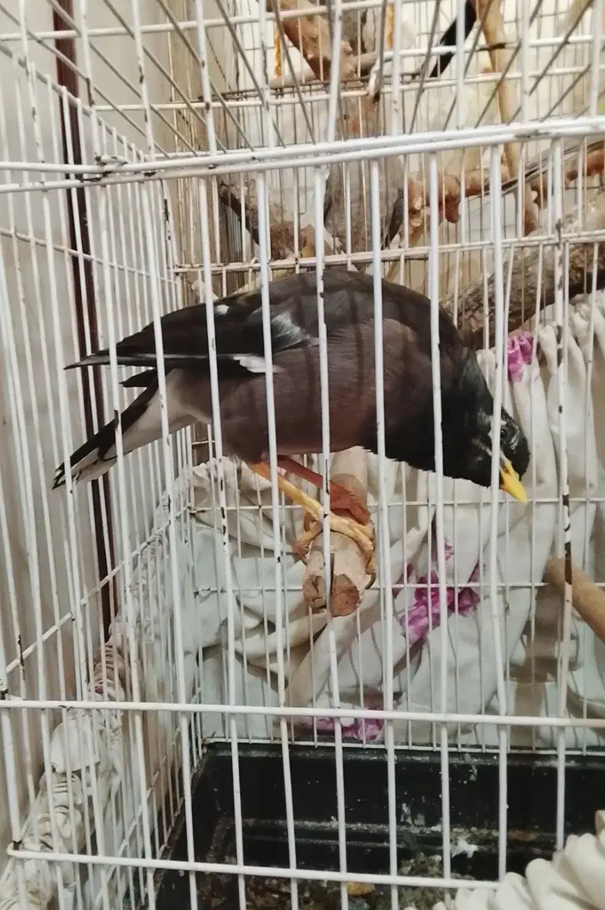 مرغ مینا جوجه قفس و عروس هلندی یک اشپیتس ماده|پرنده|قرچک, مجتمع گلشهر|دیوار