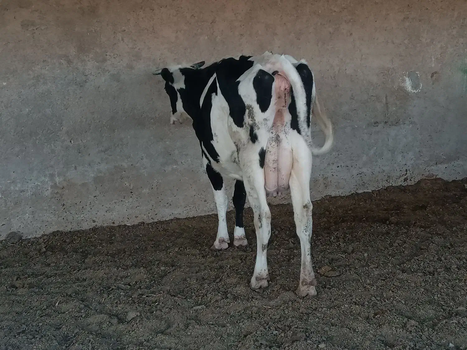 گاو شیری|حیوانات مزرعه|شیراز, بید زرد|دیوار