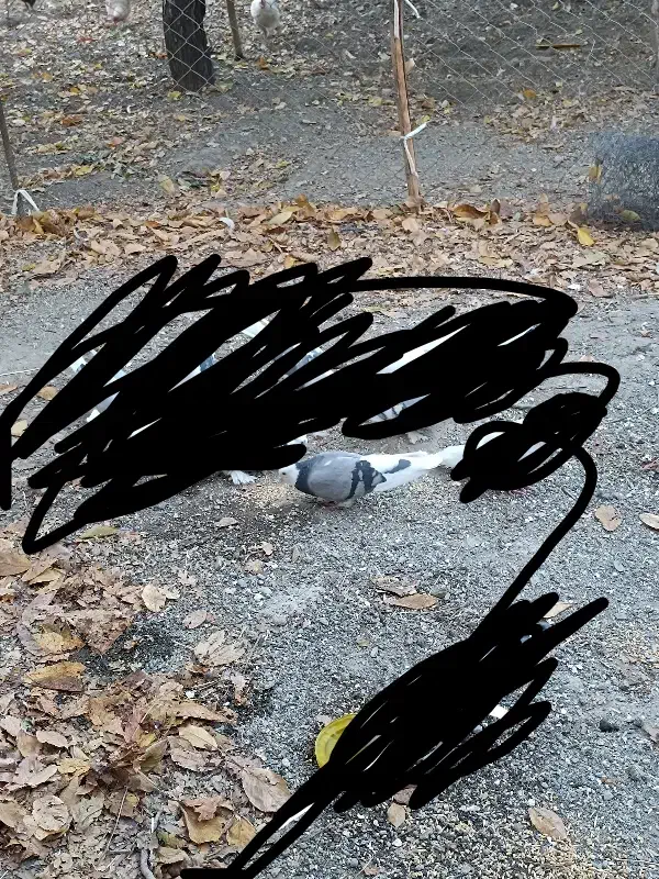 کبوتر گمشده...|پرنده|سیلوانه, |دیوار