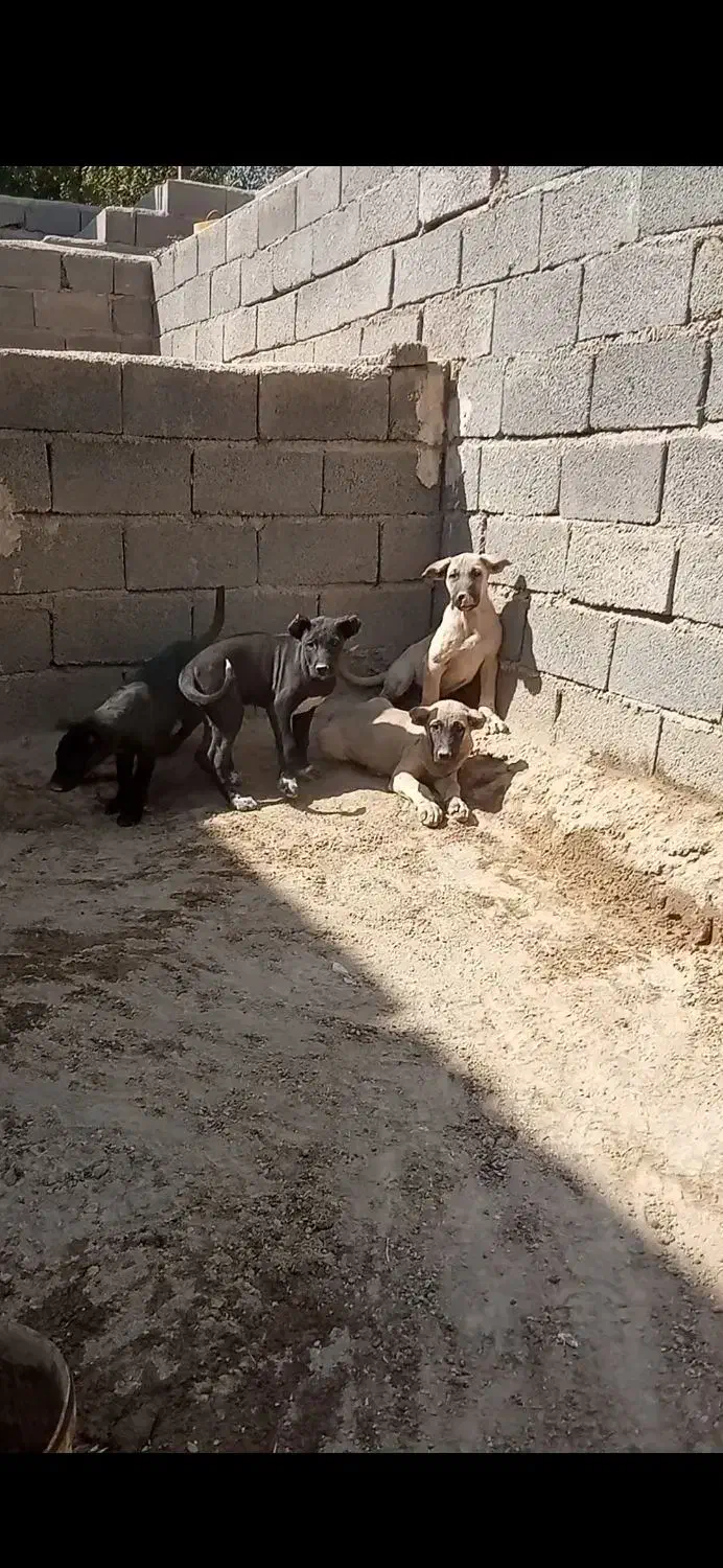 سگ وتوله|سگ|نسیم‌شهر, |دیوار