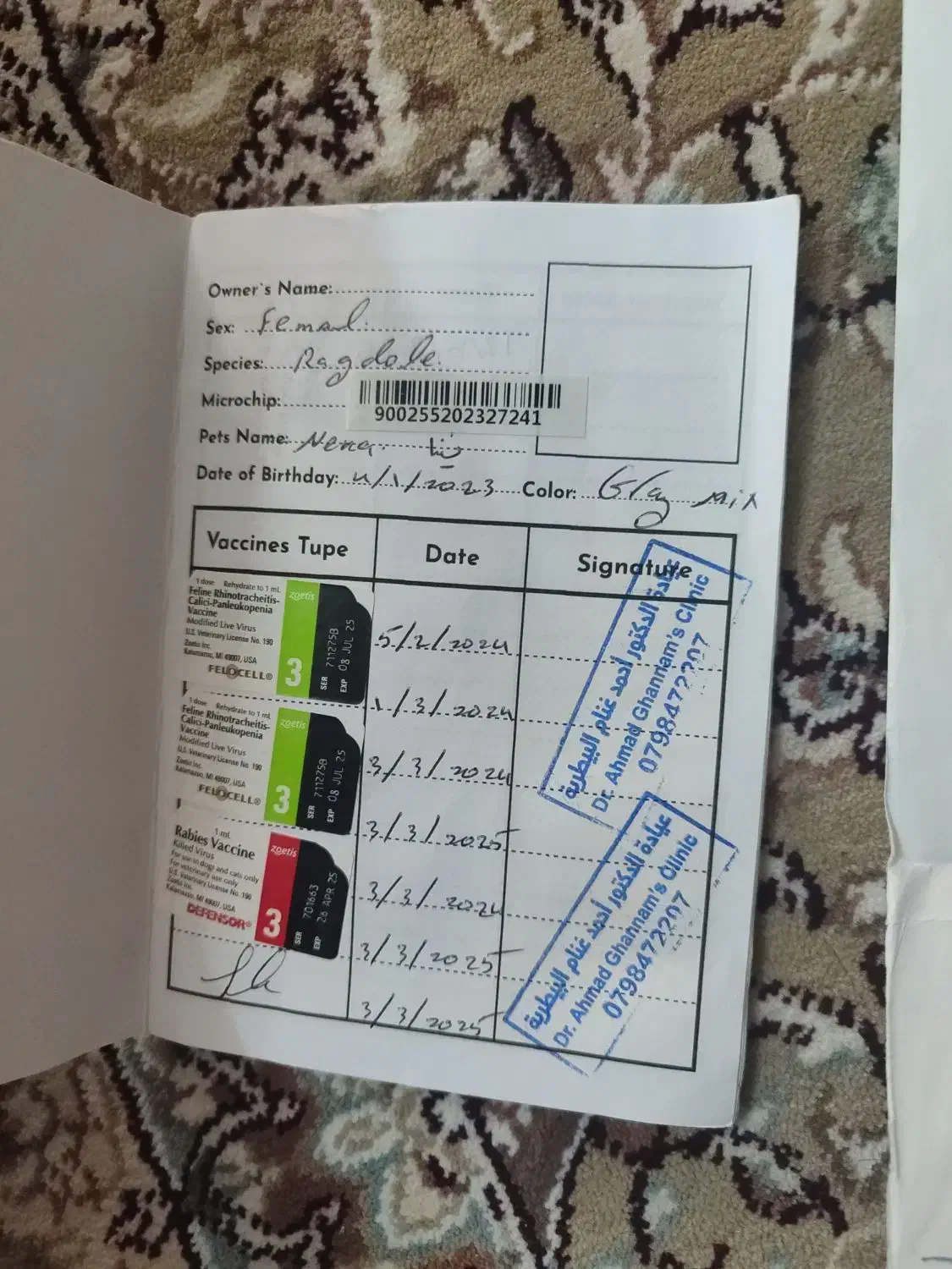 گربه|گربه|اصفهان, دانشگاه اصفهان|دیوار