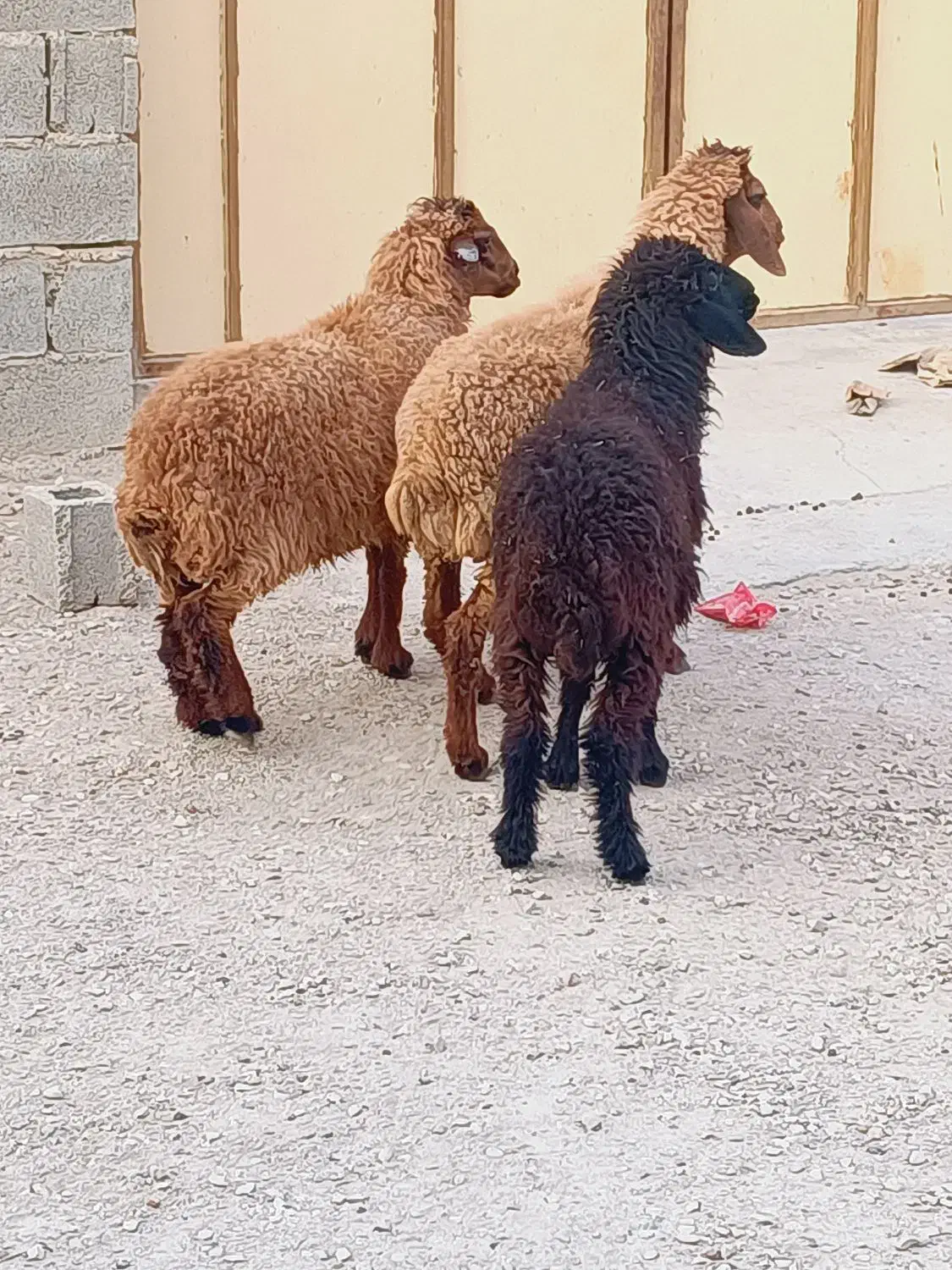 بزندیل میش وبزنر|حیوانات مزرعه|کاکی, |دیوار