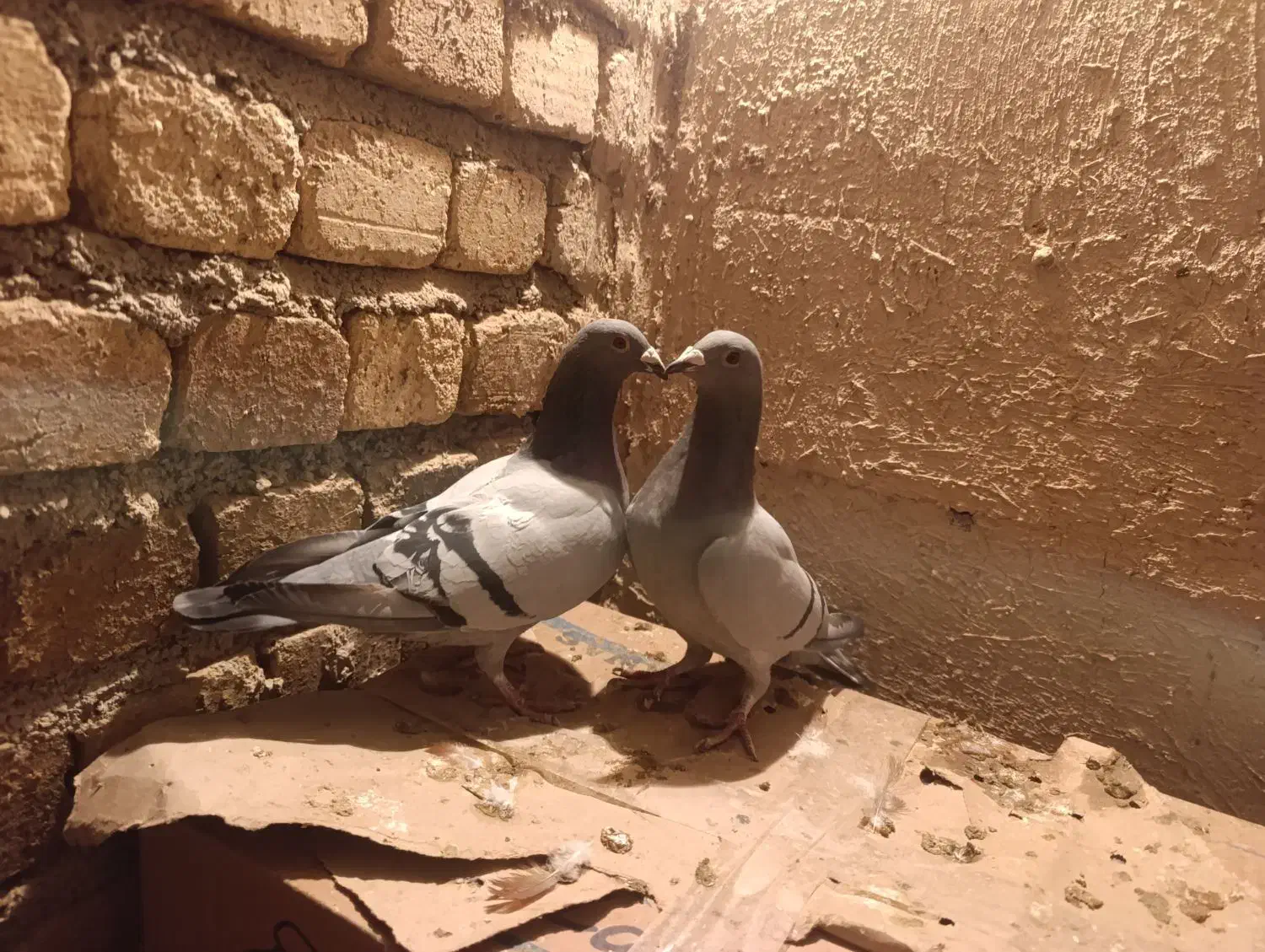 کبوتر پلاکی|پرنده|سیلاخور, |دیوار