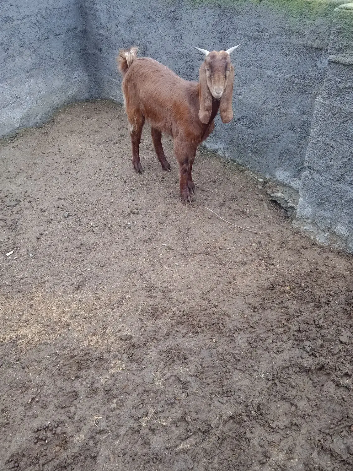 یک راس بز ماده فروشی|حیوانات مزرعه|خان ببین, |دیوار