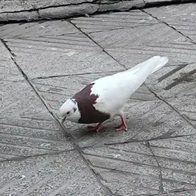 کفتر|پرنده|تبریز, |دیوار