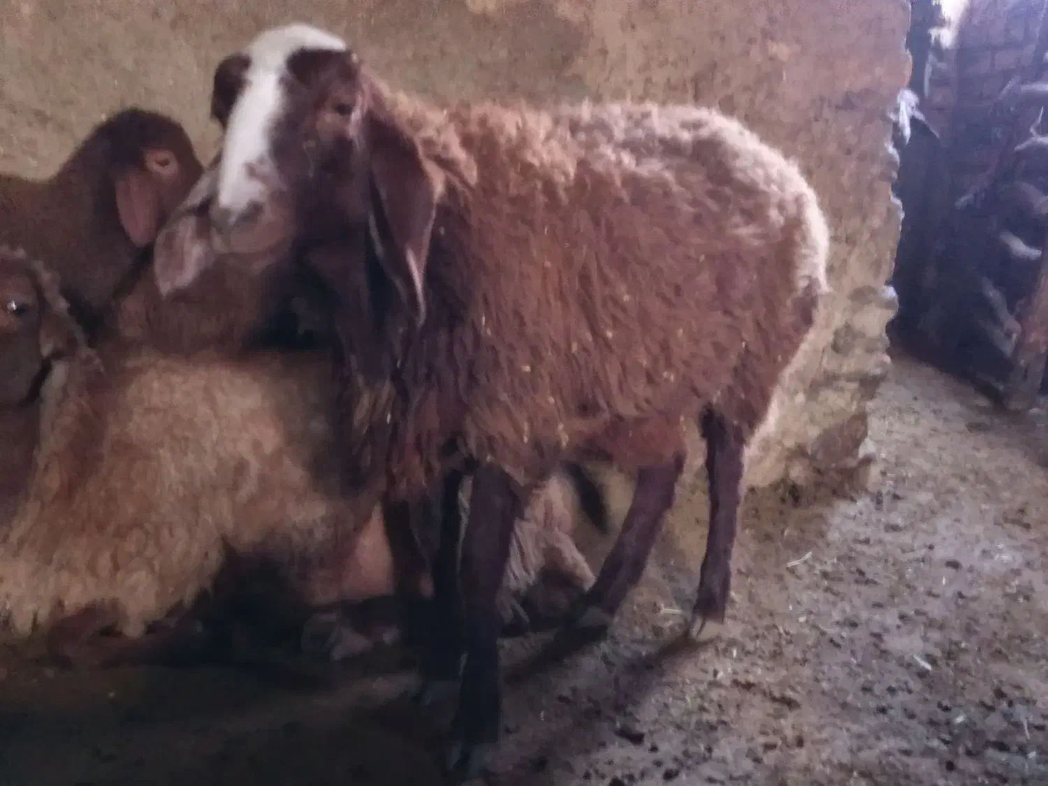 یک عدد گوسفند گیج|حیوانات مزرعه|سنقر, |دیوار