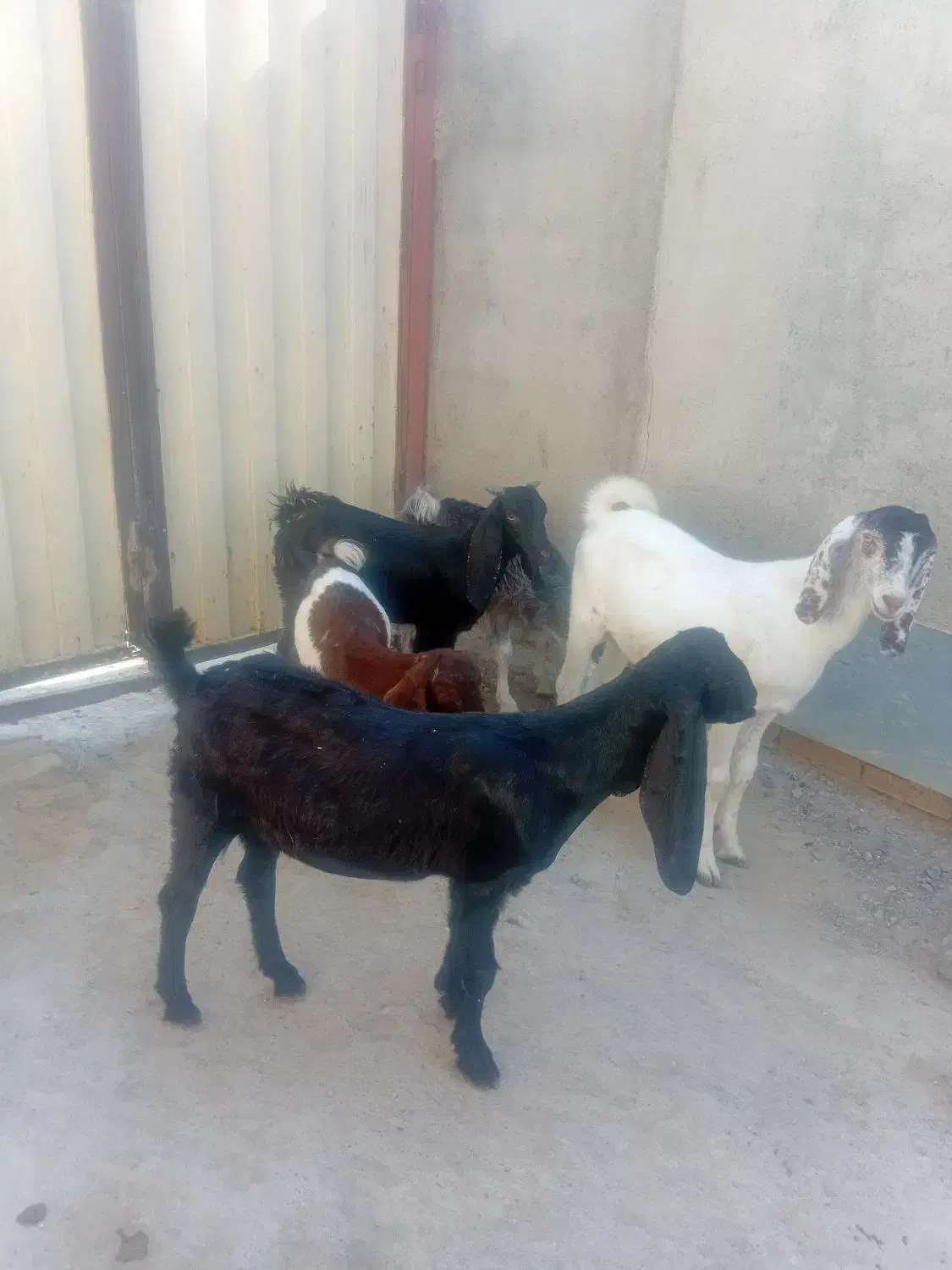 سلام دوستان 5راس بزغاله ویک راس بز داشتی و توقلی|حیوانات مزرعه|انبارآلوم, |دیوار