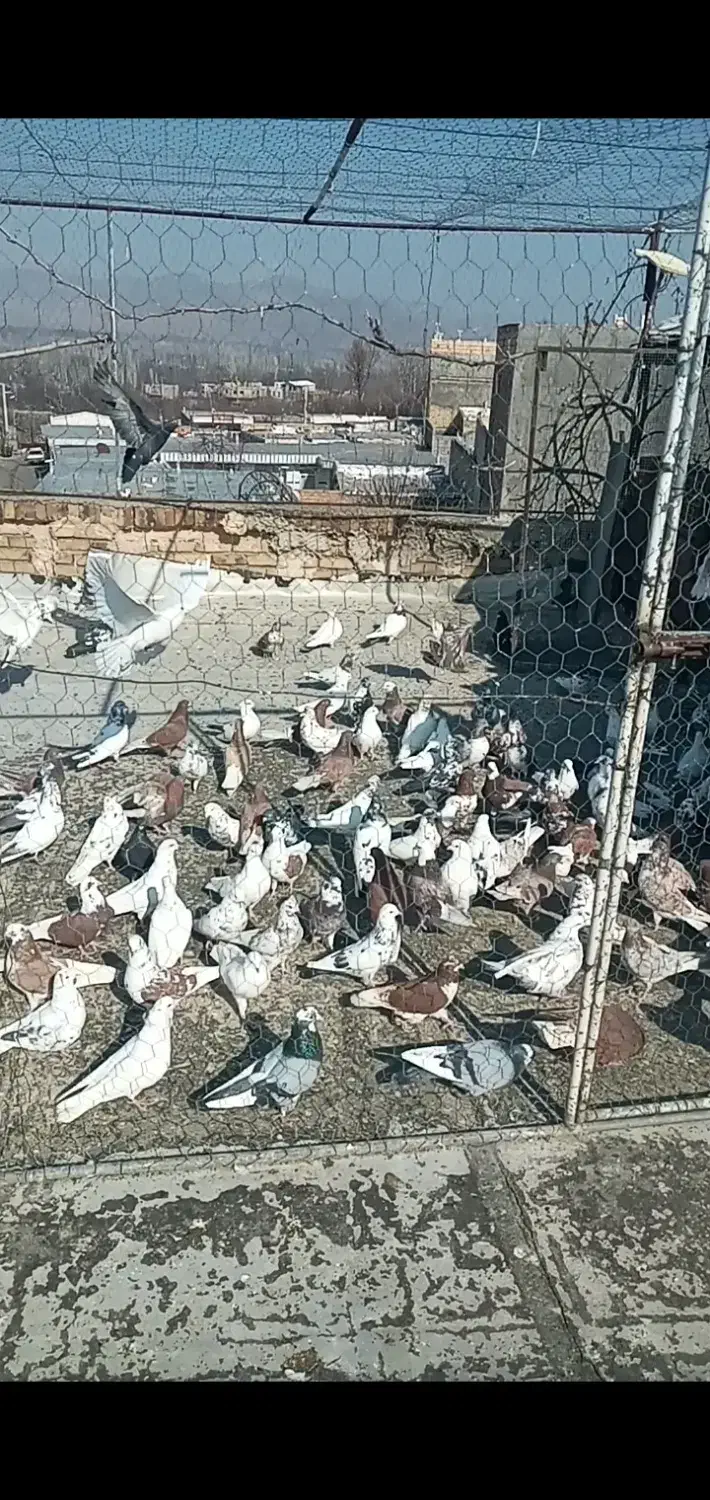 کفتر|پرنده|فیرورق, |دیوار