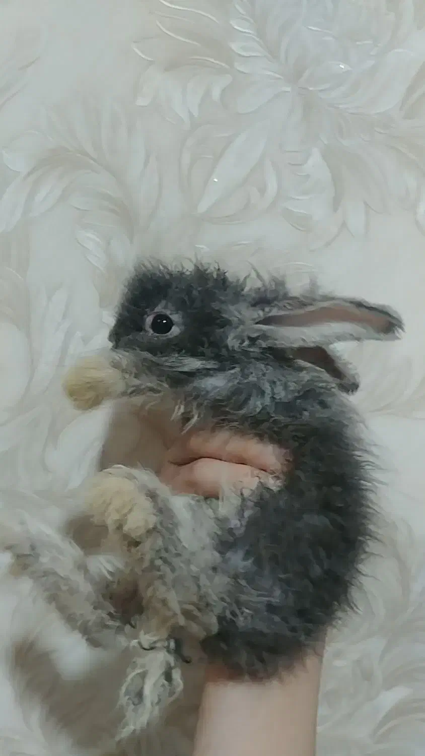 بچه خرگوش لوپ هلندی|موش و خرگوش|اسلام‌شهر, زرافشان|دیوار