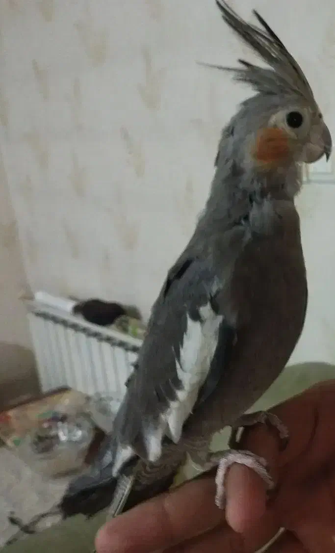 معاوضه عروس هلندی بالغ|پرنده|ری, شهید غیوری (ابن باویه)|دیوار