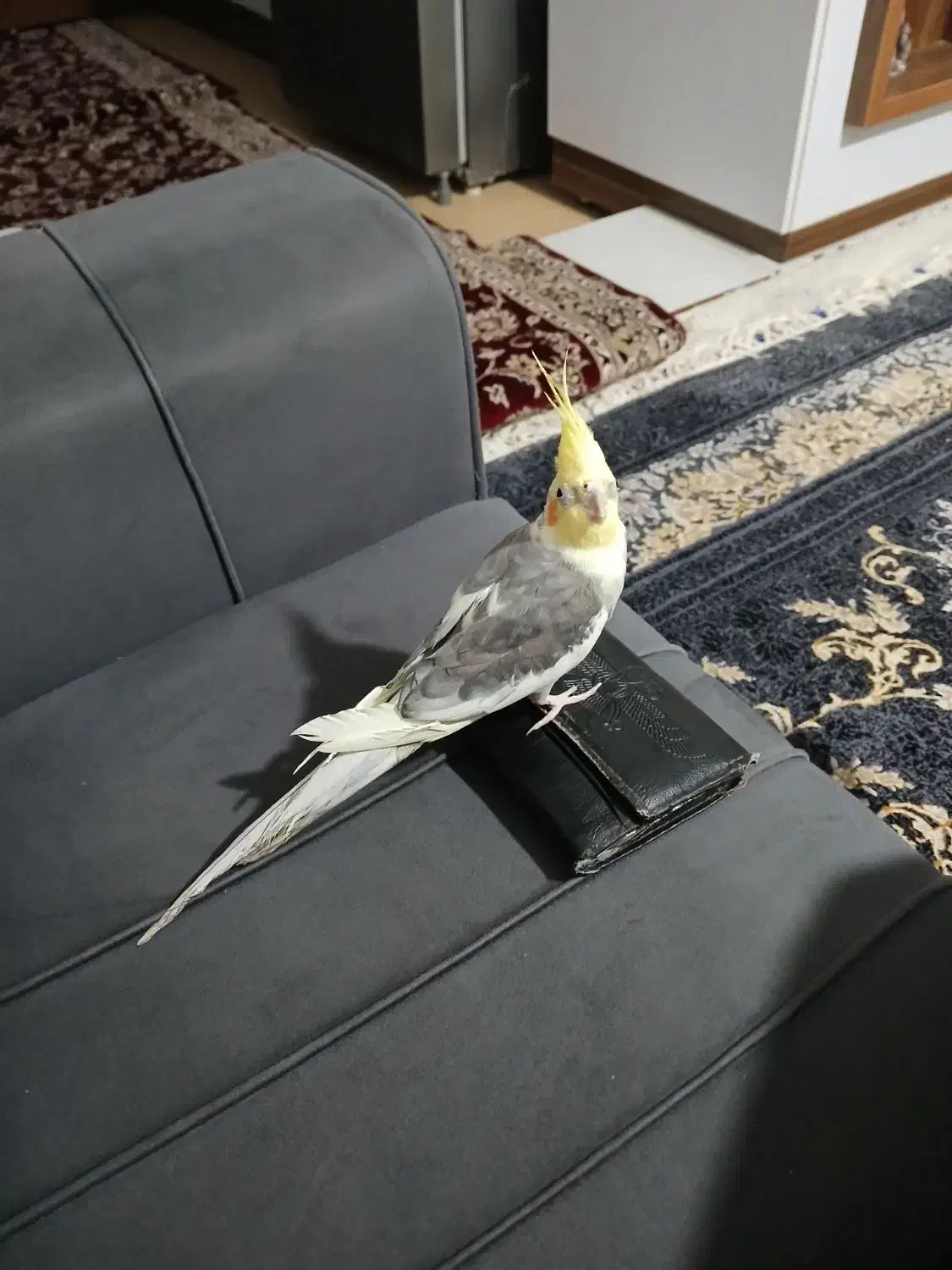 عروس هلندی گم شده|حیوانات|ساوه, |دیوار