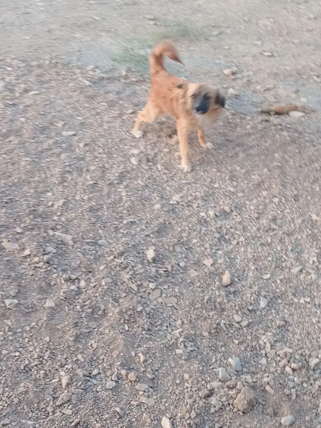 سگ پاپی نر جنس|سگ|ساوه, |دیوار