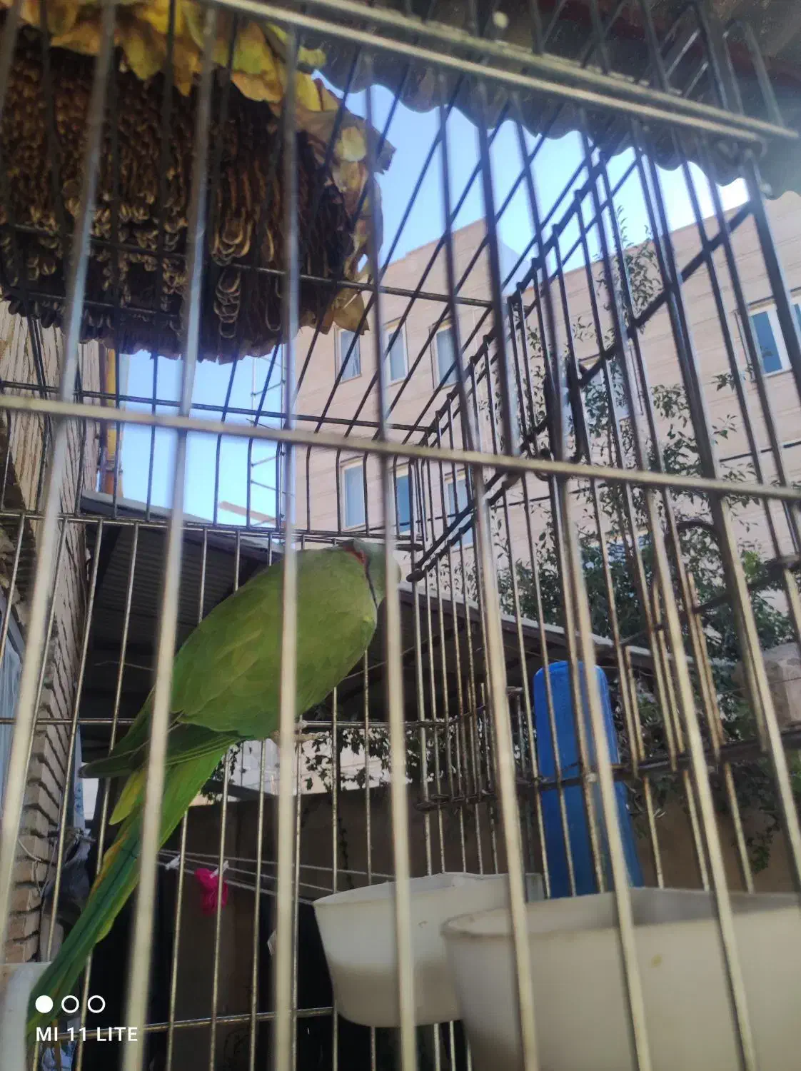 طولی ملنگوی نر|پرنده|خلخال, |دیوار