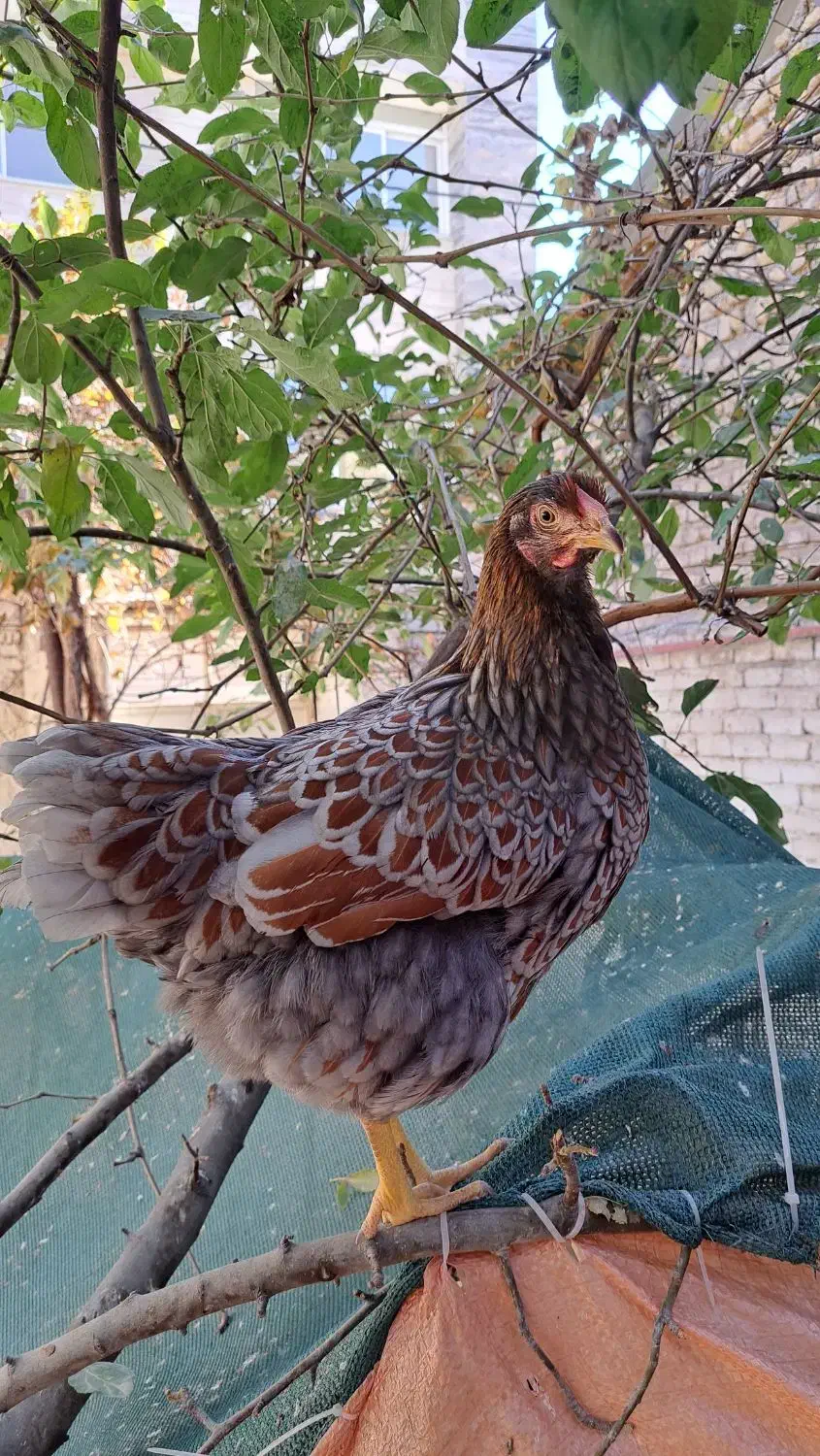 مرغ خروس ویاندوت بلورد واورنج وخروس لاکنزی|حیوانات مزرعه|مشهد, ویلاشهر|دیوار