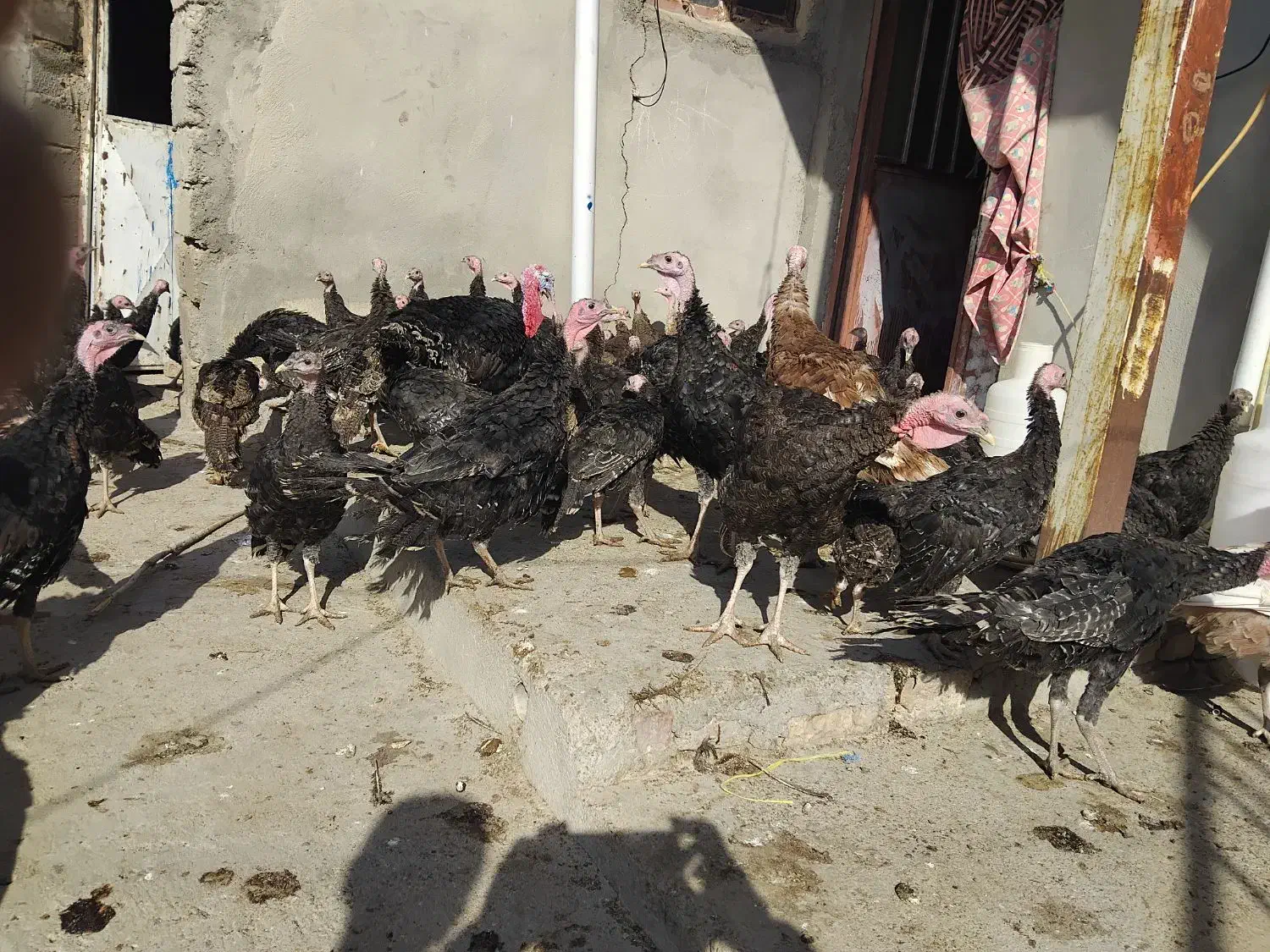 ۷۰عددقیمت ۷۰۰تومن|حیوانات مزرعه|هشترود, |دیوار