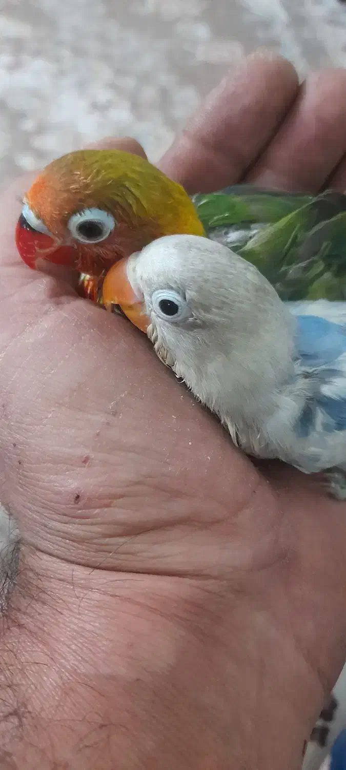 طوطی برزیلی دستی|پرنده|پاکدشت, پاکدشت (مامازند)|دیوار