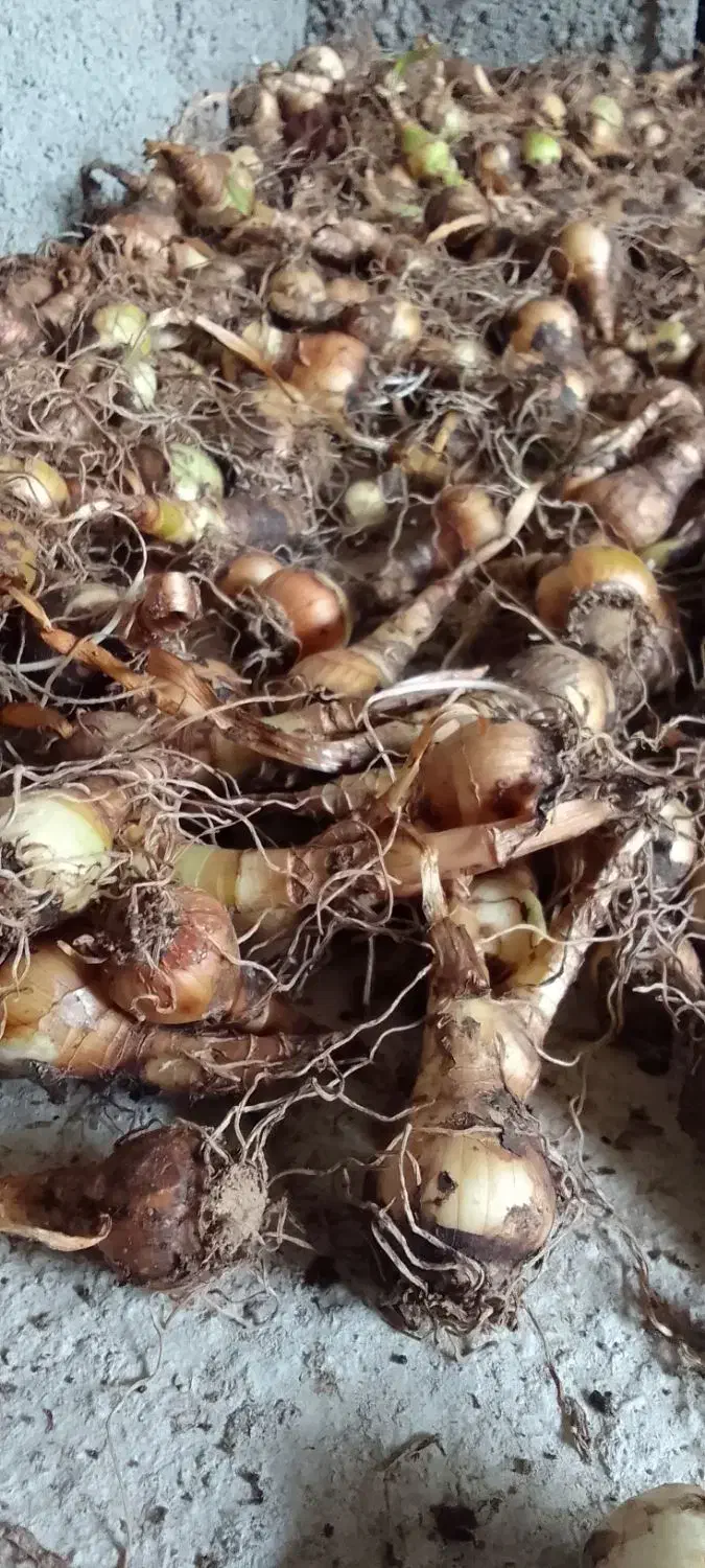 پیاز گل دانه برفی یا زنگوله|گل و گیاه طبیعی|لاهیجان, بازکیاگوراب|دیوار