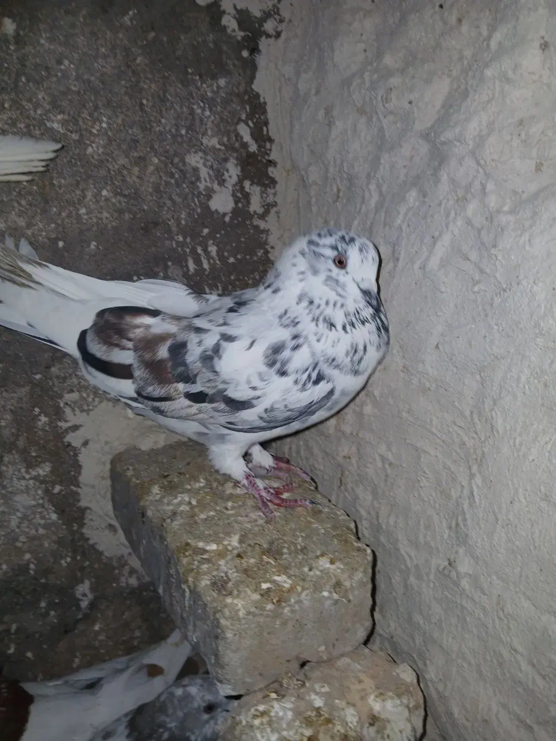 کبوتر پرشی|پرنده|مرند, |دیوار