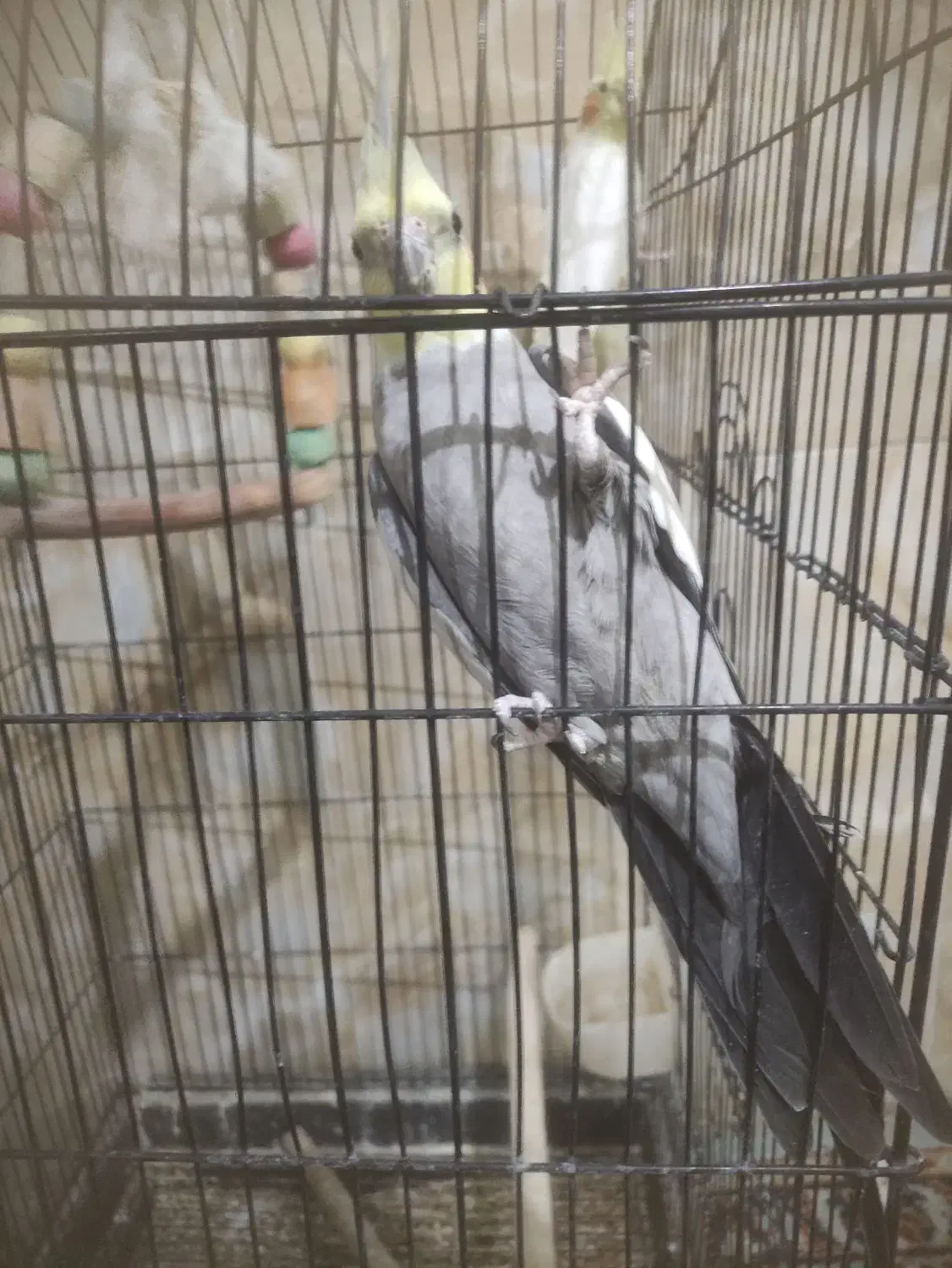 عروس هلندی جفت|پرنده|پاکدشت, پاکدشت (مامازند)|دیوار