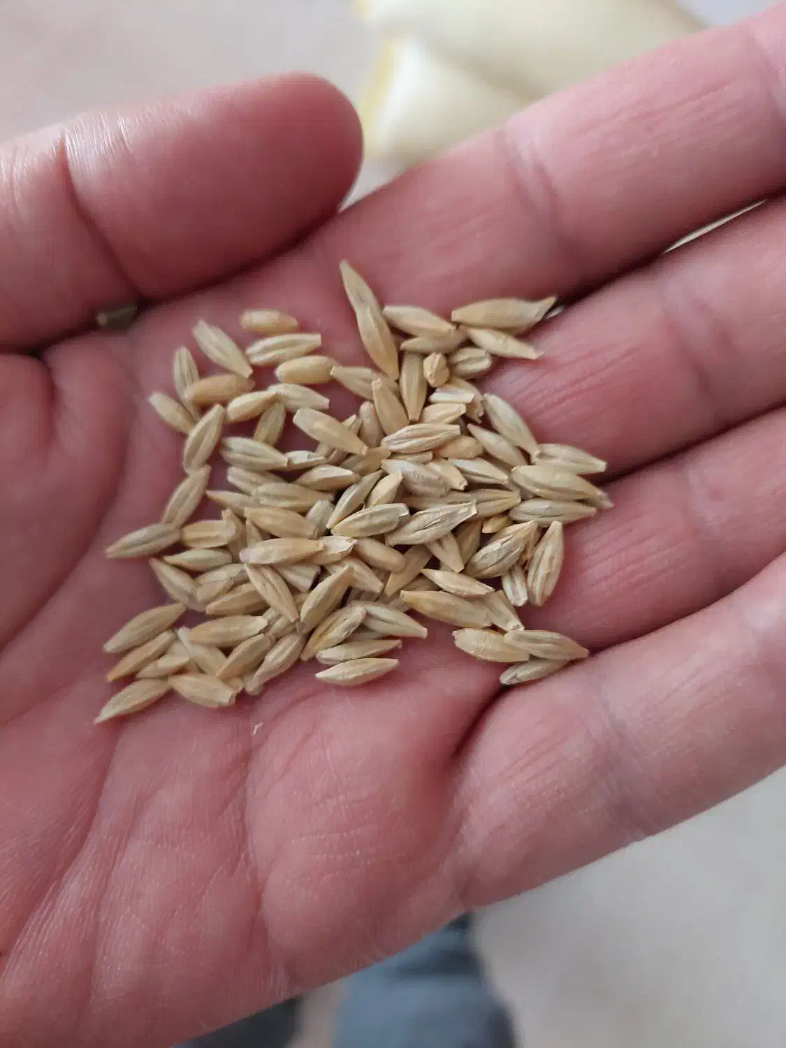 فروش جو بذری دیم|خدمات باغبانی و درختکاری|بیجار, |دیوار