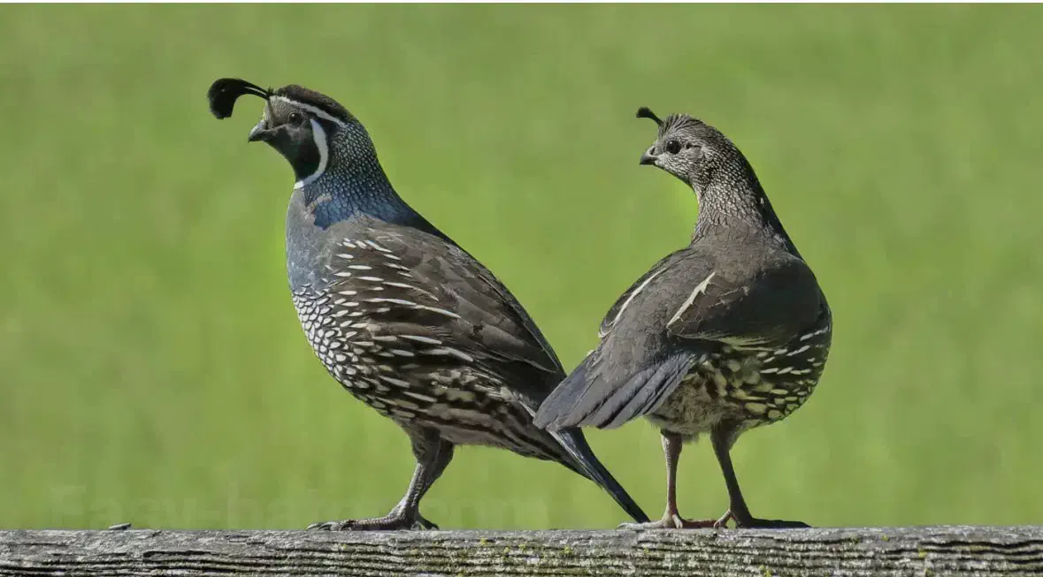 فروش نر بلدرچین کالیفرنیا|حیوانات مزرعه|رامسر, |دیوار