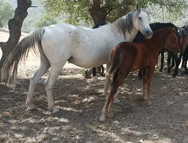 کره اسب مادیون|اسب و تجهیزات اسبسواری|دهدشت, |دیوار