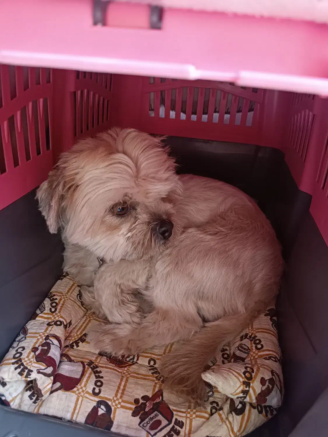 سگ شیتزو خانگی بامزه با شناسنامه|سگ|گلبهار, شهر جدید گلبهار|دیوار