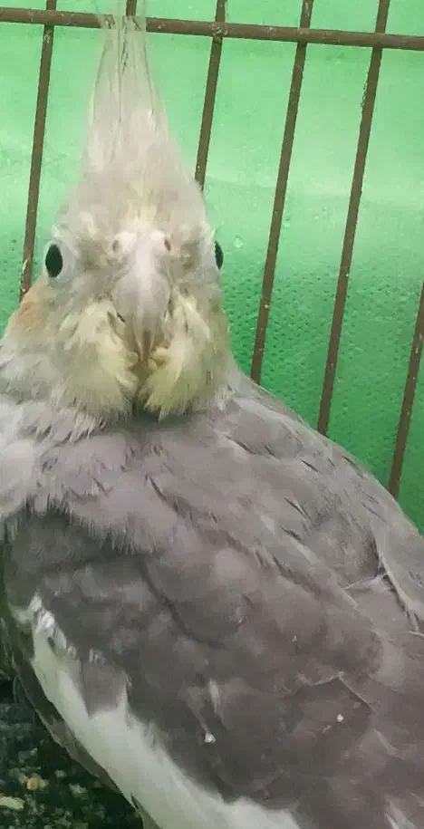 عروس هلندی|پرنده|قائم‌شهر, |دیوار