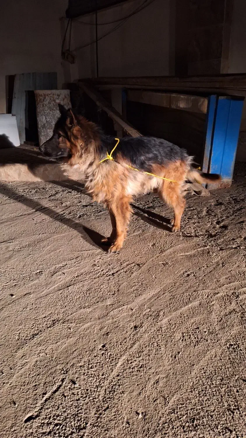 سگ ژرمن شیپرد نر|سگ|هشتگرد, شهرک راه آهن|دیوار