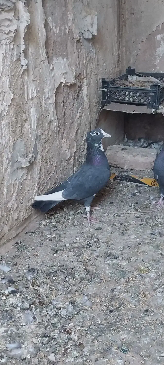 سیاه پلنگ|پرنده|رفسنجان, |دیوار