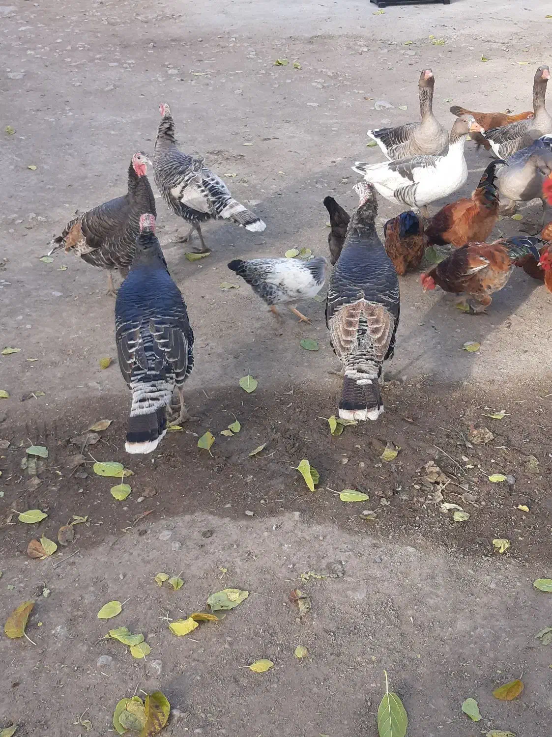 بوقلمون|حیوانات مزرعه|بیلوار, |دیوار